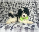 Small #4 Cavapoo