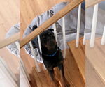 Small #4 Rottweiler