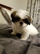 Small Photo #1 Shih Tzu Puppy For Sale in SALISBURY, NC, USA