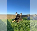 Small #3 French Bulldog