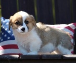 Puppy Puppy 3 American Corgi