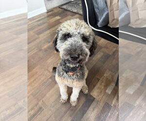 Bernese Mountain Dog-Poodle (Miniature) Mix Dogs for adoption in Valrico, FL, USA