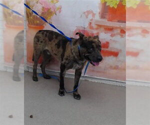 Mutt Dogs for adoption in San Bernardino, CA, USA