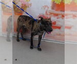 Small Mutt