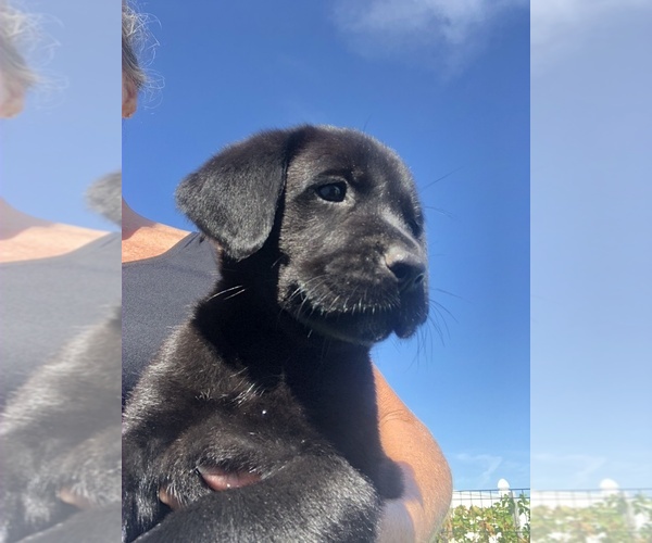 Medium Photo #1 Labrador Retriever Puppy For Sale in GULFPORT, FL, USA
