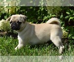 Small Photo #15 Pug Puppy For Sale in HARTLY, DE, USA