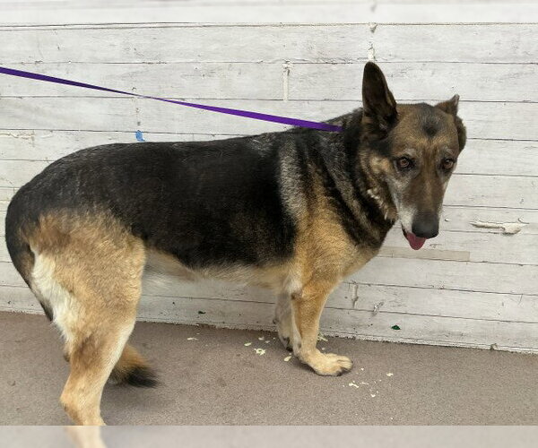 Medium Photo #1 German Shepherd Dog Puppy For Sale in San Bernardino, CA, USA