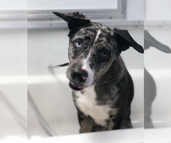 Medium Photo #3 Aussie Siberian Puppy For Sale in Miami, FL, USA