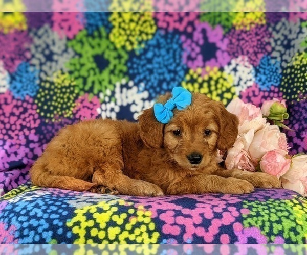 Medium Photo #5 Goldendoodle (Miniature) Puppy For Sale in DELTA, PA, USA
