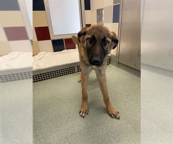 Medium Photo #1 German Shepherd Dog-Unknown Mix Puppy For Sale in Plano, TX, USA