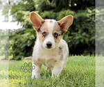 Small #2 Pembroke Welsh Corgi