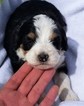 Puppy 2 Miniature Bernedoodle