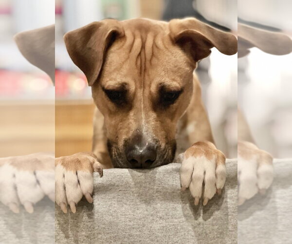 Medium Photo #15 American Staffordshire Terrier-Labrador Retriever Mix Puppy For Sale in Brewster, NY, USA