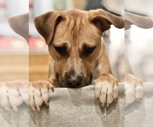 Chance (Cherry Litter) - Male American Staffordshire Terrier-Labrador Retriever Mix Dog for Adoption - Photo #15