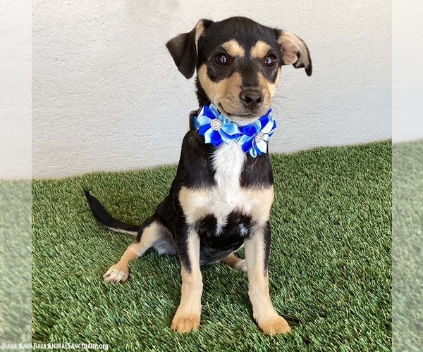 Medium Photo #2 Chiweenie Puppy For Sale in San Diego, CA, USA