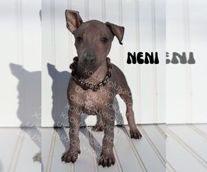 Xoloitzcuintli (Mexican Hairless) Puppy for sale in MERCED, CA, USA