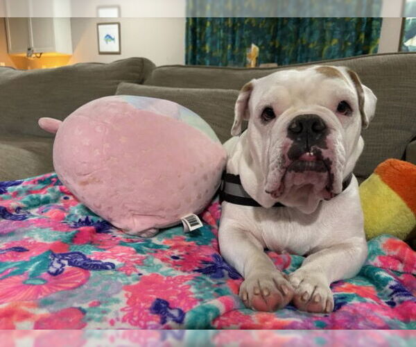 Medium Photo #3 Olde Bulldog Puppy For Sale in Eustis, FL, USA