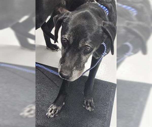 Medium Photo #1 Labrador Retriever Puppy For Sale in Temple, TX, USA