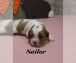 Small #4 Cavalier King Charles Spaniel