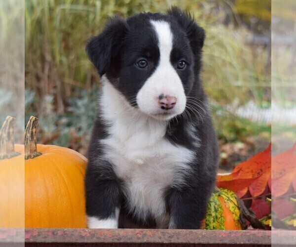 Medium Photo #5 Collie Puppy For Sale in PAXINOS, PA, USA
