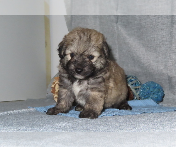 Medium Photo #17 Pookimo Puppy For Sale in MEMPHIS, MO, USA