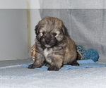 Small Photo #17 Pookimo Puppy For Sale in MEMPHIS, MO, USA