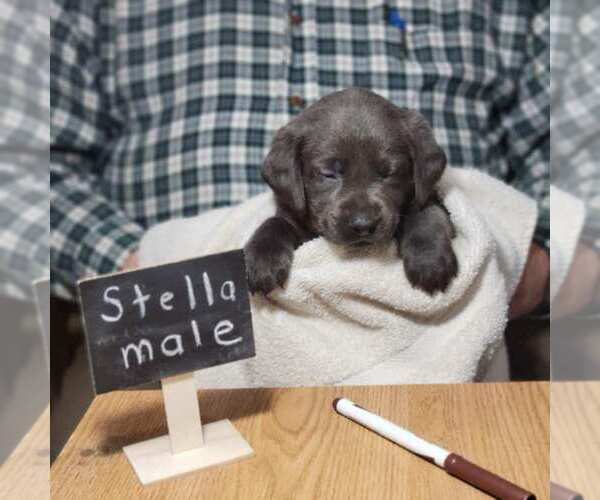 Medium Photo #3 Labrador Retriever Puppy For Sale in PIEDMONT, SD, USA