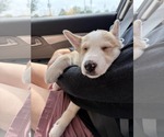 Small #1 Siberian Husky Mix