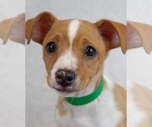 Dachshund-Unknown Mix Dogs for adoption in Kennesaw, GA, USA