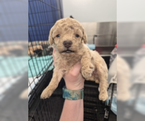 Medium Photo #7 Poodle (Miniature)-Unknown Mix Puppy For Sale in Pacolet, SC, USA