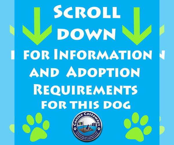 Medium Photo #4 Chihuahua-Unknown Mix Puppy For Sale in Arcadia, FL, USA