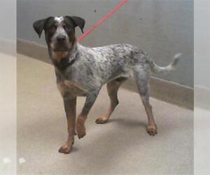Mutt Dogs for adoption in Las Vegas, NV, USA