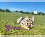 Small Photo #5 French Bulldog Puppy For Sale in CORAL SPRINGS, FL, USA
