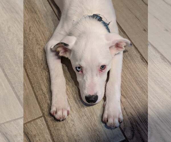 Medium Photo #3 Aussiedor Puppy For Sale in Mount Airy, NC, USA