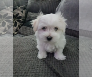 Maltese Puppy for sale in SUN CITY, CA, USA