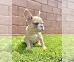 Small Photo #104 French Bulldog Puppy For Sale in CHICAGO, IL, USA
