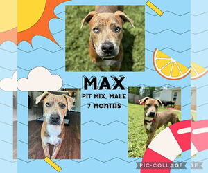 American Pit Bull Terrier-Unknown Mix Dogs for adoption in Jacksonville, NC, USA