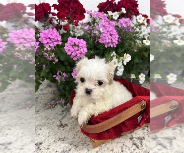 Medium Photo #1 Maltipoo (Miniature) Puppy For Sale in GREENVILLE, NC, USA