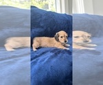 Small #19 Dachshund
