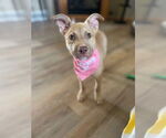Small #2 Australian Shepherd Mix