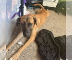 Small Photo #11 Mutt Puppy For Sale in Fargo, ND, USA