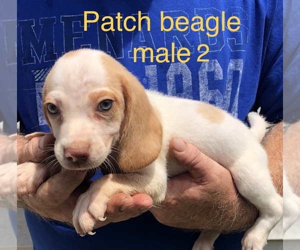 Medium Photo #5 Beagle Puppy For Sale in CLINTON, MO, USA