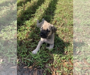 Cane Corso Puppy for sale in CLEARWATER, FL, USA