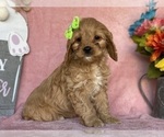 Small #3 Cavapoo