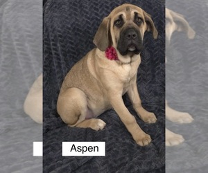 Cane Corso Puppy for sale in MINERAL WELLS, WV, USA