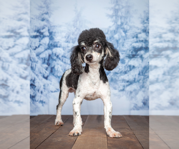 Medium Photo #1 Miniature Bernedoodle Puppy For Sale in ADDISON, MI, USA