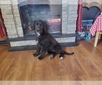 Small #2 Golden Mountain Dog