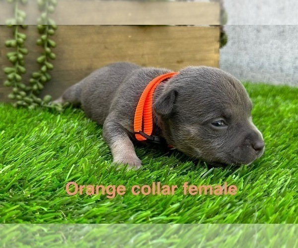Medium Photo #2 American Bully Puppy For Sale in BAKERSFIELD, CA, USA