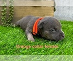 Small #1 American Bully