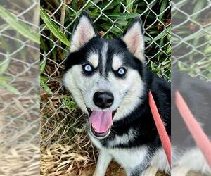 Medium Siberian Husky